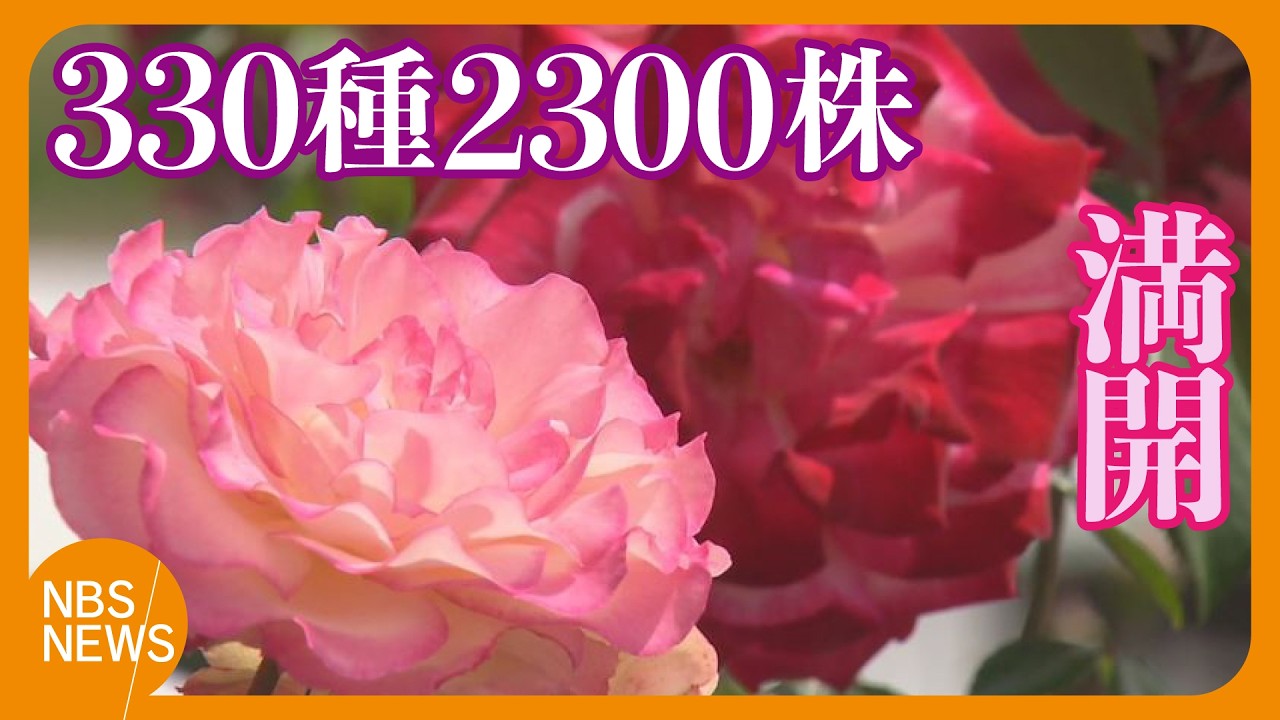 Blooming Roses: 330 Varieties and 2,300 Plants in Full Bloom