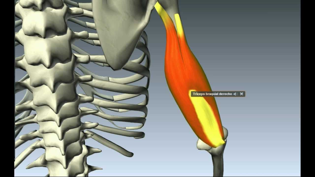 Biomecanica del cuerpo humano, Morfologia Funcional