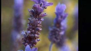 " Ladies in Lavender " - Joshua Bell chords