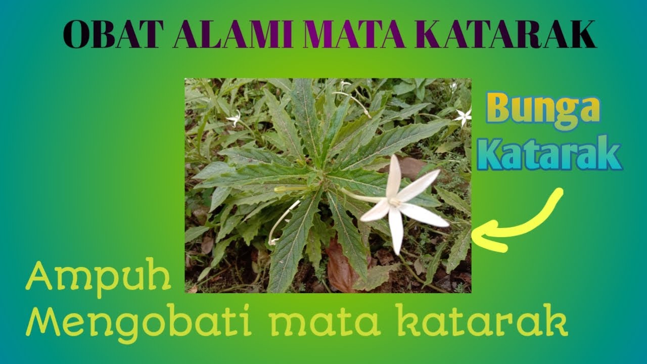 OBAT ALAMI MATA KATARAK #obatalamimatakatarak #matakatarak #tigasaudara