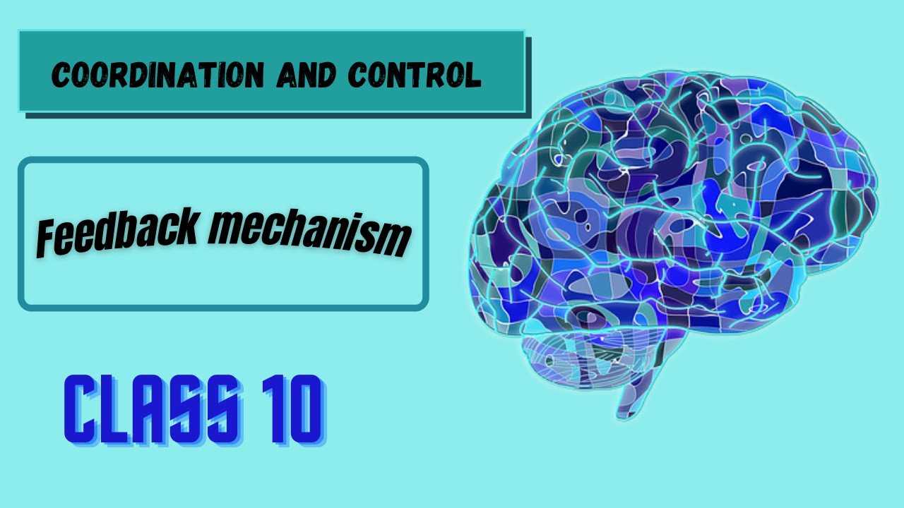 Feedback Mechanism10th class Biologychapter 12 Matric class