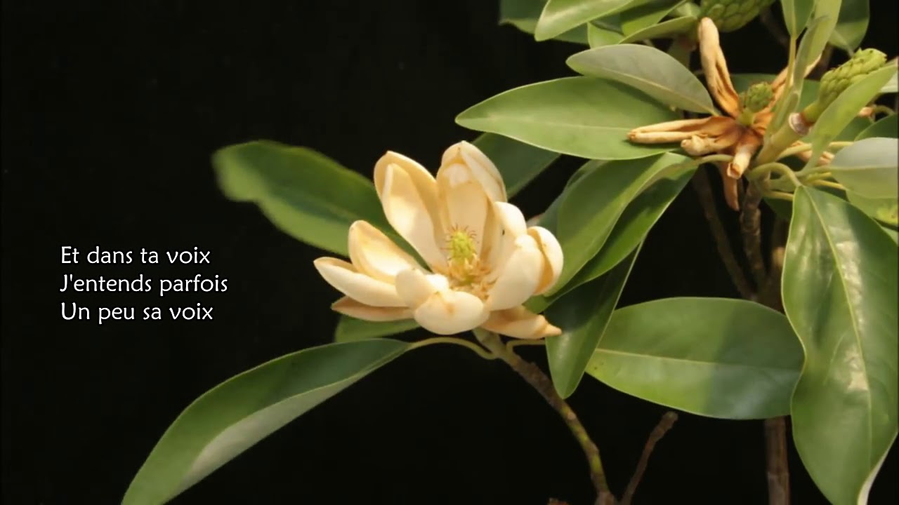 YouTubeでMAGNOLIAS FOREVER - Emma Peters & Leo Kodi (lyrics)を視聴 YouTubeでMAGNOLIAS FOREVER - Emma Peters & Leo Kodi (lyrics)を視聴