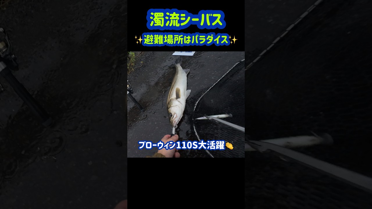 濁流シーバス 雨の釣りは魚の避難場所がパラダイスに! #shorts #fishing #釣り#シーバス#バス釣り#濁流シーバス