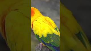 Beautiful Bird Video