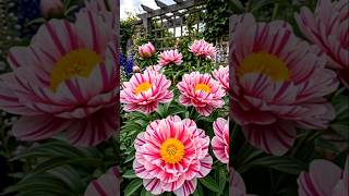 Walking Through Flower Heaven  shorts dahlias gardening flowers nature