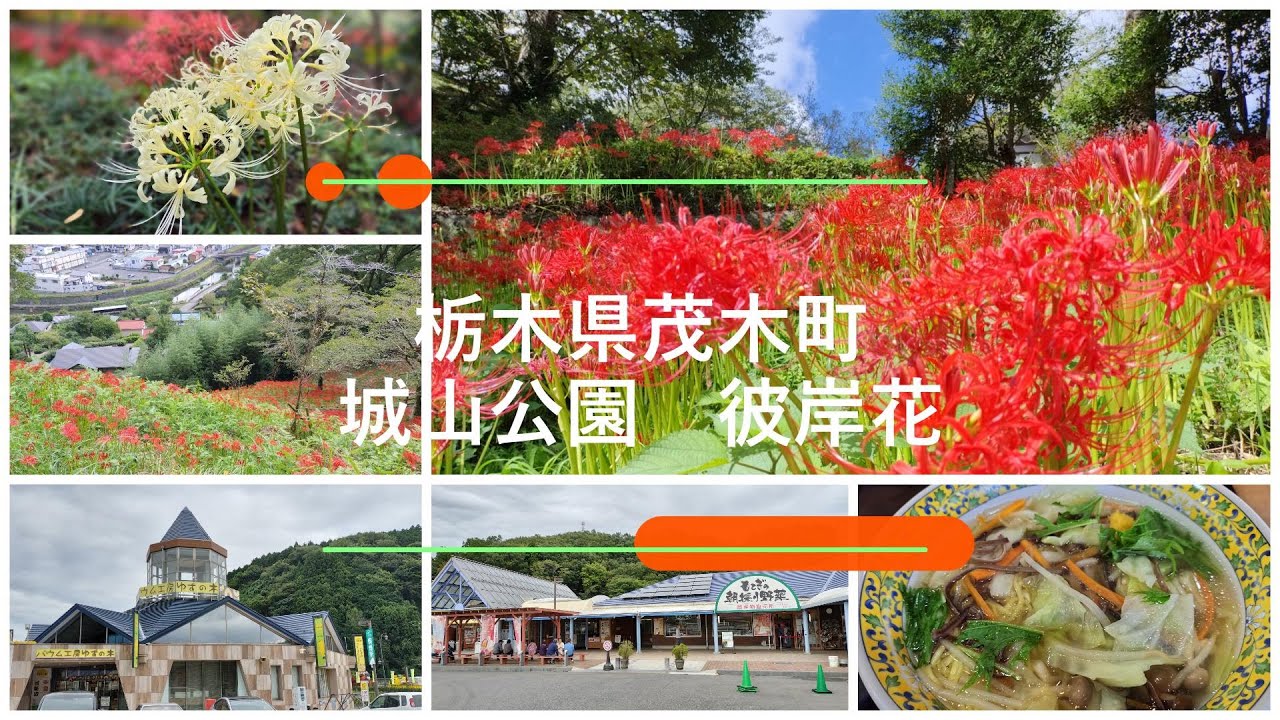 栃木県茂木町 彼岸花22 Youtube