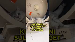 Kucing Ini Susah Banget Disuruh Olahraga, Sampai Akhirnya