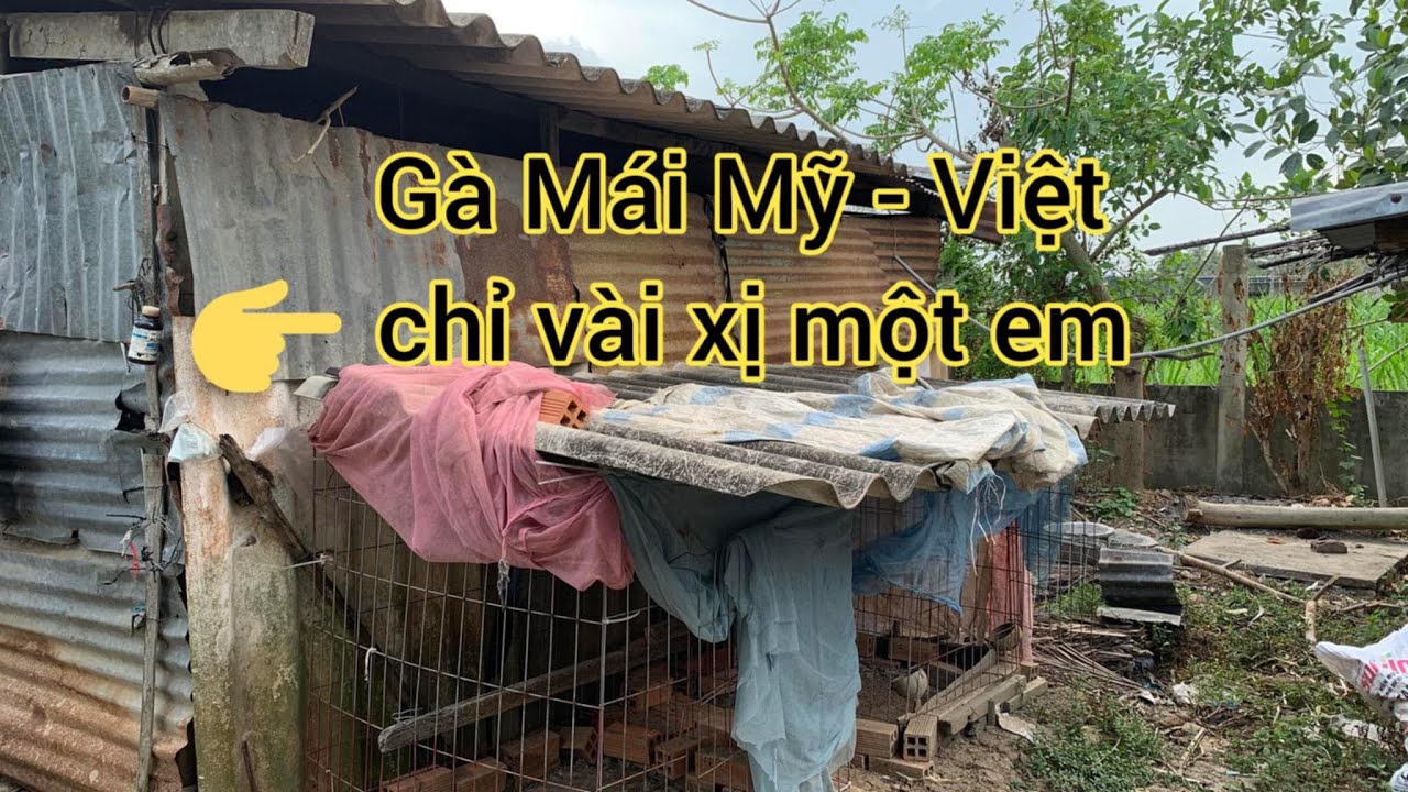 Khung Cảnh Quen Thuộc Vẫn Như Ngày Nào Gà Vài Xị