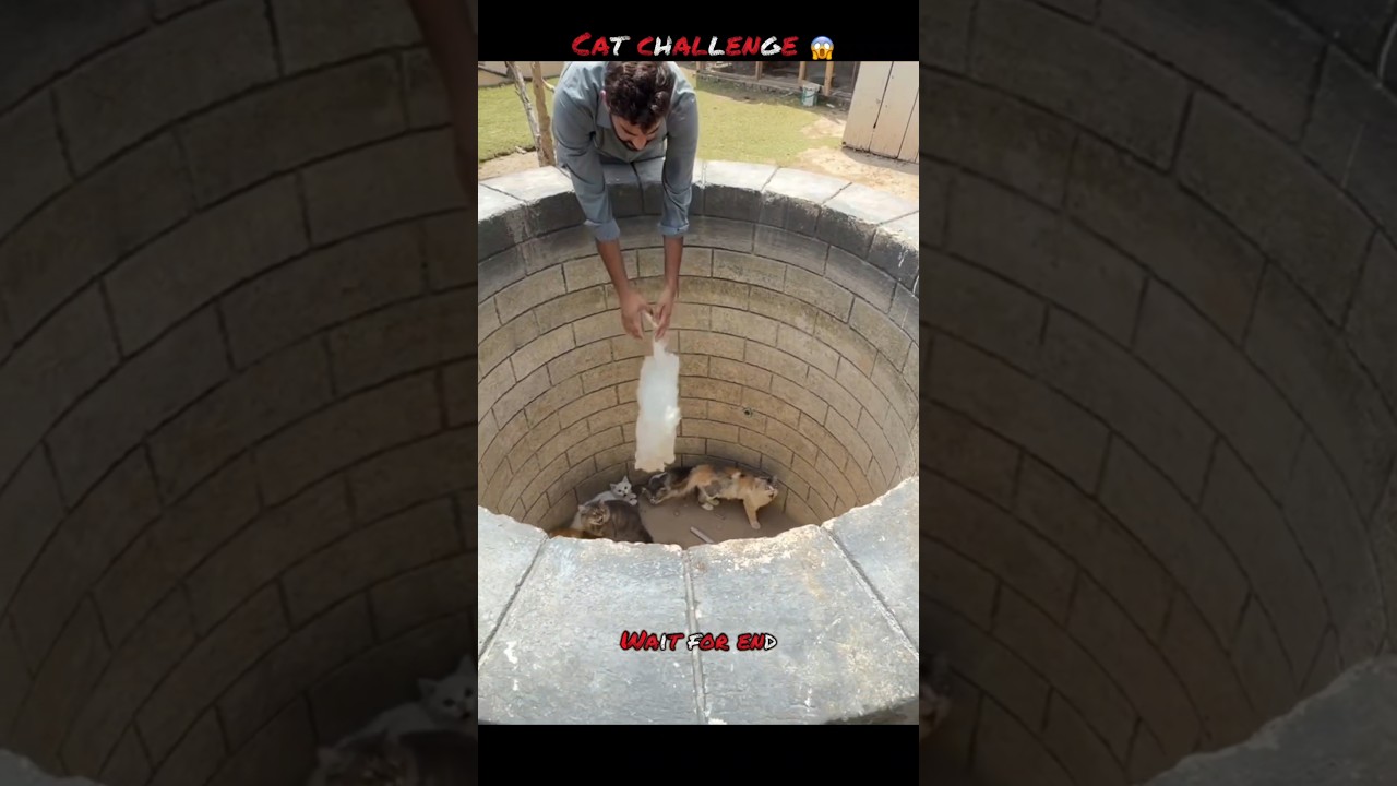 Cat Challenge 😱 #shehrmaindihat shorts #emotional #cat #challenge #mini #pets