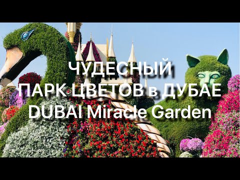 Чудесный ПАРК Цветов В ДУБАЕ 🌸🌺🌼🌻🌹DUBAI Miracle GARDEN🌼 январь 2021