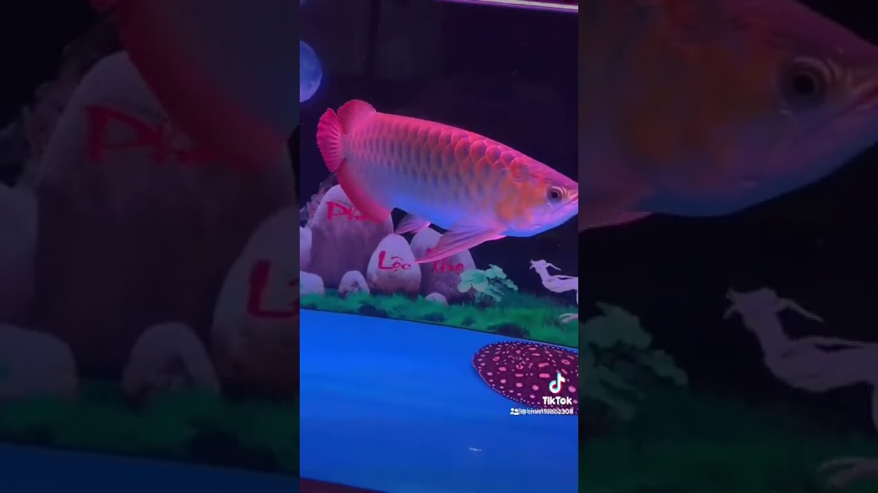 Bể cá bộ 3 Huyết Long,ngân Abino,sam Diamond tuyệt đẹp