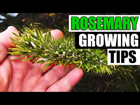 Video: Roosmaryn-plantvariëteite - Verskillende tipes roosmaryn om te groei