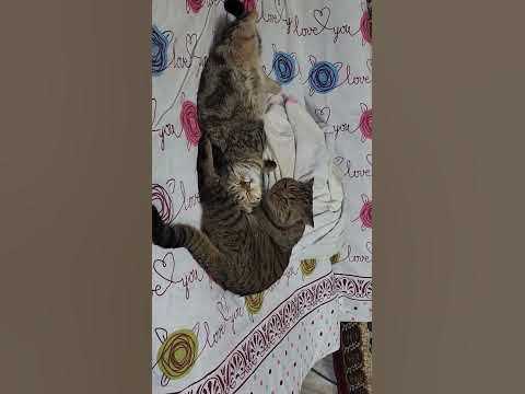 Две вонючки - YouTube