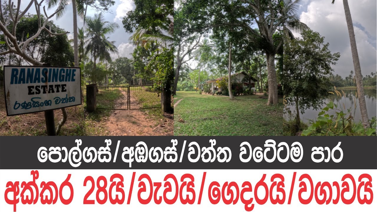 අක්කර 28යි, වැවයි, ගෙදරයි, පොල්ගස් 1000කට වැඩියි..උඩුබද්දාව නාත්තන්ඩිය අතර..