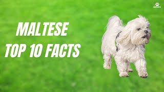Unveiling the Charms of the Maltese Dog Breed  Top 10 Fascinating Facts!