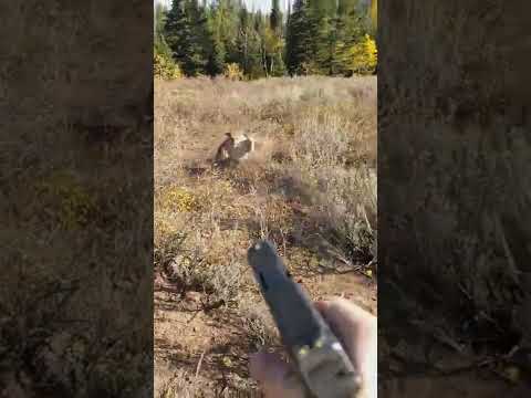 Mountain Lion stalks elk hunter in Idaho. Saved by Glock27 warning shots.