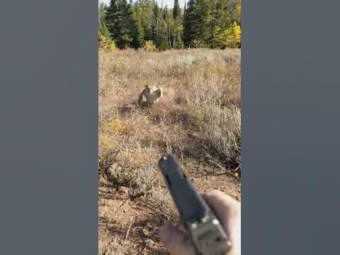 mountain-lion-stalks-elk-hunter-in-idaho-saved-by-glock27-warning-shots