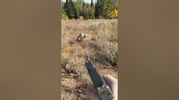 Mountain Lion stalks elk hunter in Idaho. Saved by Glock27 warning shots.
