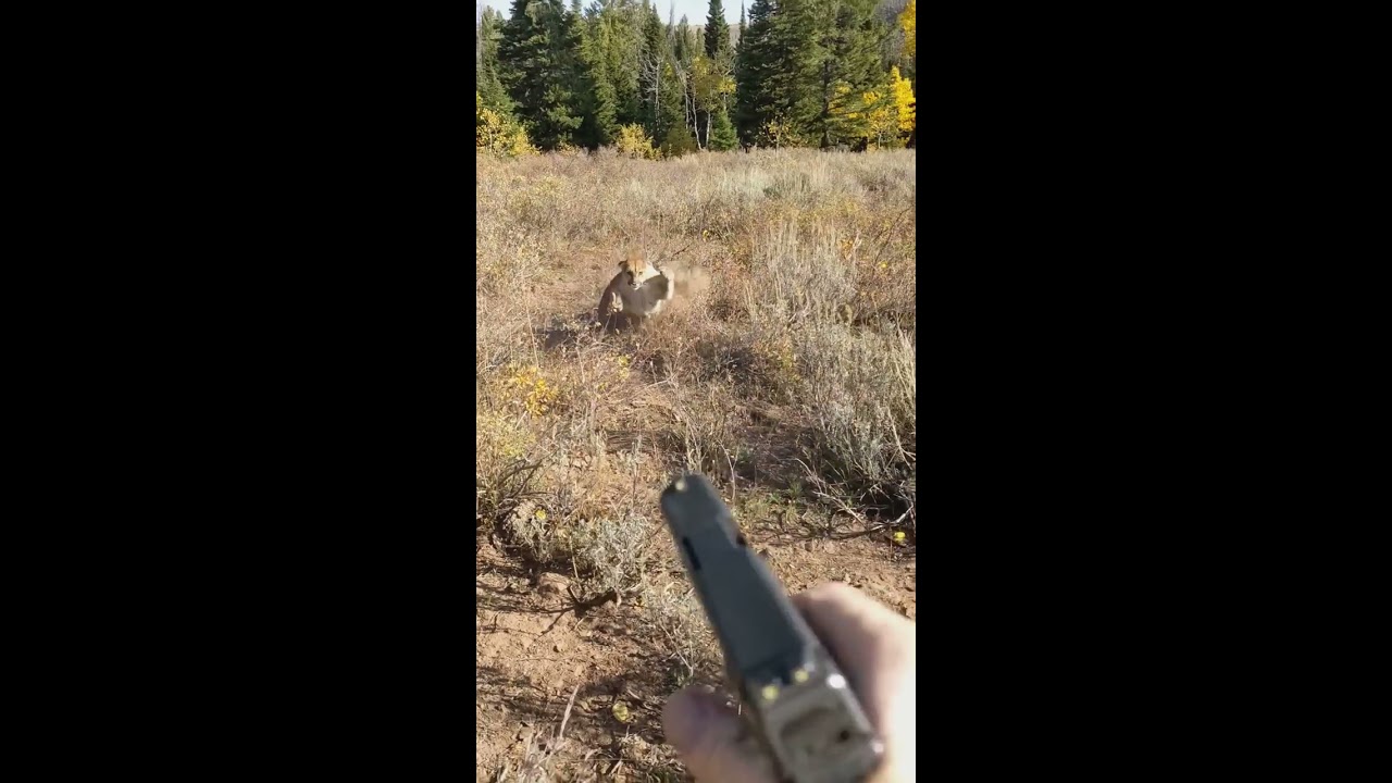 Mountain Lion Stalks Elk Hunter In Idaho Saved By Glock27 Warning Shots 