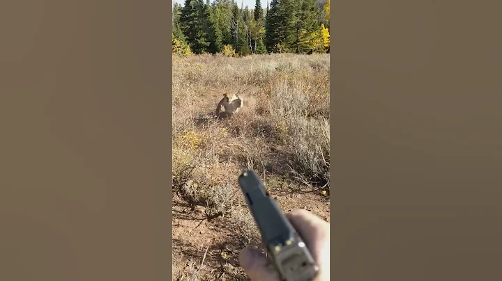 Mountain Lion stalks elk hunter in Idaho. Saved by Glock27 warning shots.