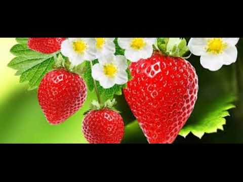 زراعة الفراوله ميعاد الزراعه وكمية التقاوي والتسميد والري