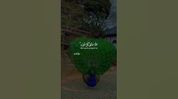سورة الزمر ايه ٦٢ الله خالق كل شيء وهو على كل شيء وكيل عمر الدريويز