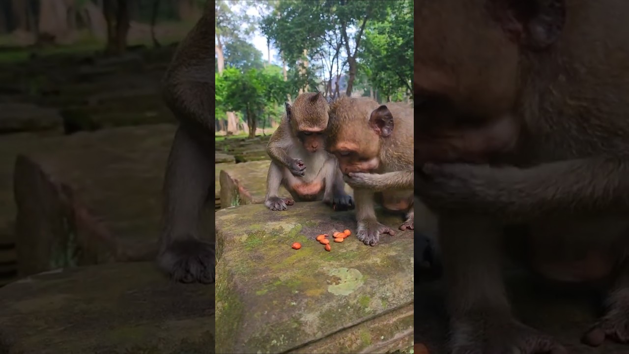 Lovely Little Monkeys Eating Peanuts