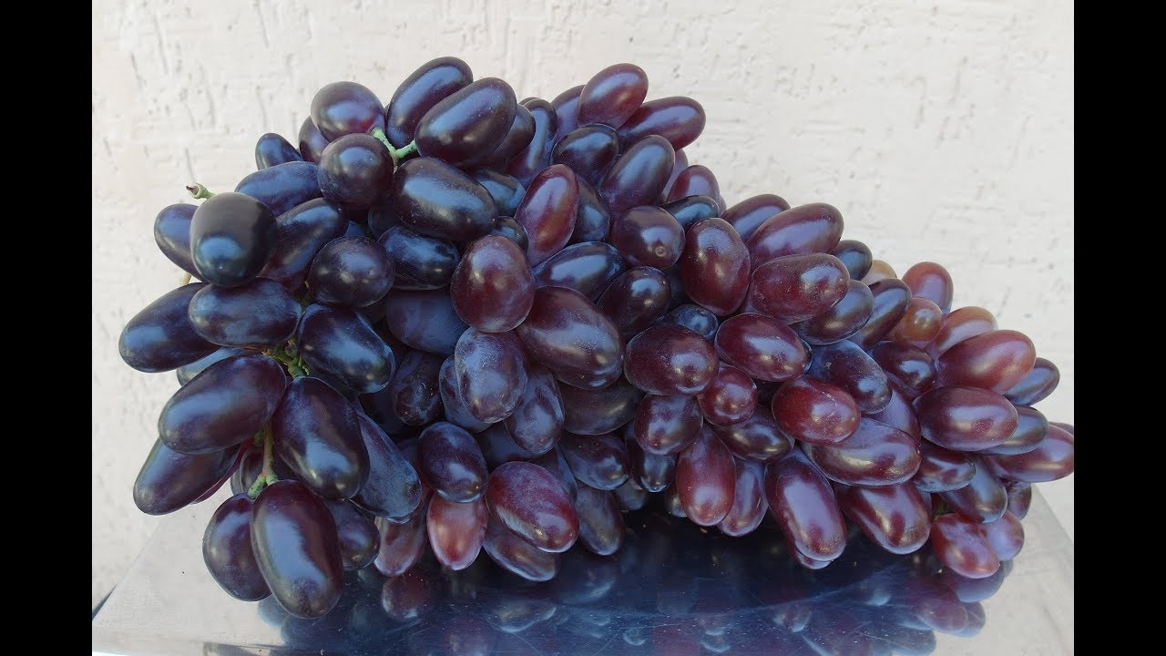 Сорт винограда Байконур: фото, отзывы, описание, характеристики.