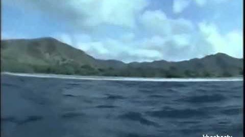 HÀNH TRÌNH CỦA RÙA BIỂN