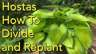 When And How To Divide Hostas  Stepbystep Guide For Bigger Plants