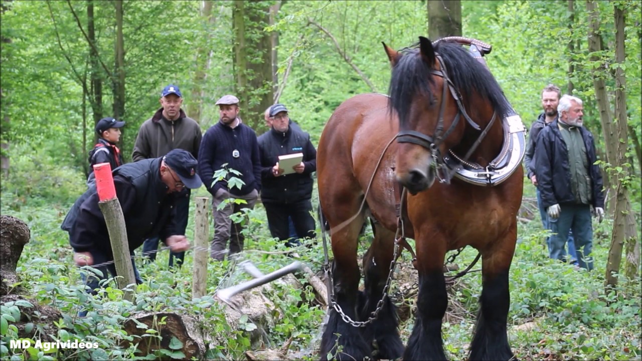 Traits Du Nord | Concours de Débardage | 8 Mai 2017 | Dourlers