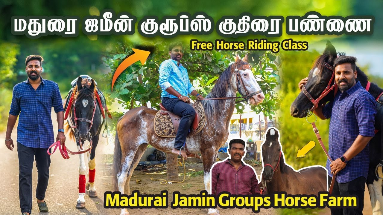 Madurai Jamin Groups Horse Farm | மதுரை ஜமீன் குரூப்ஸ் குதிரை பண்ணை #horseriding  #horselover #horse