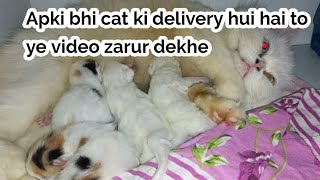Must Whatch Very informative Video, Apki cat ki delivery hui hai to please ye video zarur dekh lo