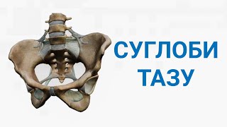 картинка: Суглоби тазу