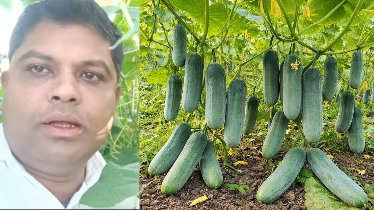  তিয়হ খেতি। বৰ্তমান সময়ত খেতি কৰিলে কোনটো গুটি দিব। Cucumber farming in Assam...Hatem Ali's life..