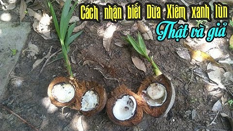 CÁCH NHẬN BIẾT CÂY DỪA XIÊM XANH LÙN GIỐNG THẬT, XIÊM XANH LÙN GIẢ - BÀ CON XEM ĐẶC ĐIỂM VIDEO NÀY.