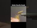 Fly tying trout flies brents golden stonefly nymph fishing flyfishing flytying trout short