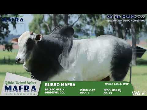 LOTE 41   MFRA 9576