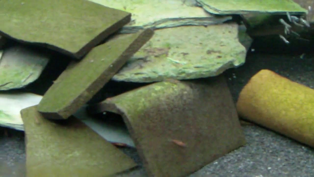 L46 pleco (Hypancistrus Zebra) (aquarium setup 4) - YouTube