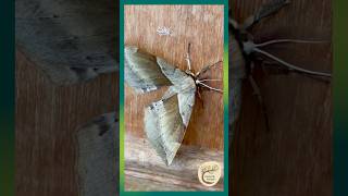 Giant fuzzy White‑stemmed Acacia Moth with a deadly defence #MothLife #Lepidoptera #NatureShorts