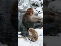 Le SPA VIP des Macaques Japonais ! 🐒