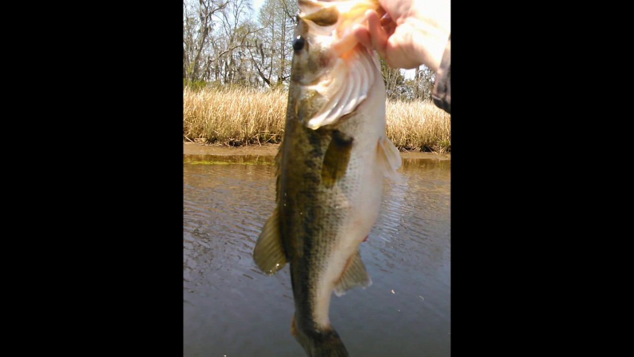 bertha number 2/ Bass fishing on the waccamaw YouTube