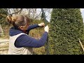 Schnitt von Kletter- & Rambler Rosen in den Gärten von Landhaus Ettenbühl