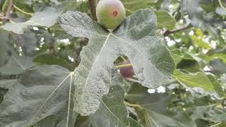 видео: Как в Италии делают оливковое  масло холодного отжима картинка: Как в Италии делают оливковое  масло холодного отжима