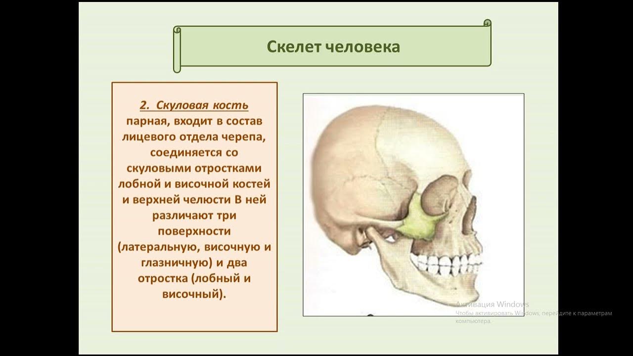 Парным костям черепа являются. Парные кости человека. Скуловой отросток лобной кости. Скелет человека ЕГЭ.