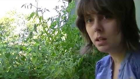 How to Harvest Catnip