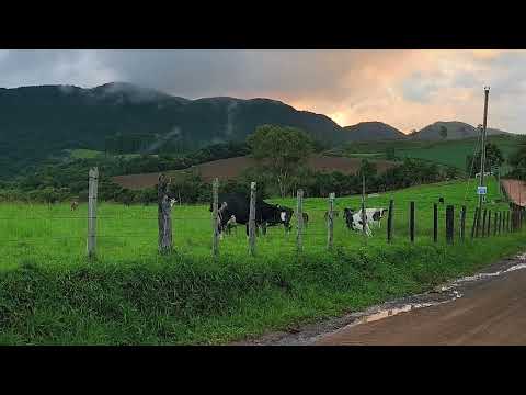 #shorts Por do sol e as vacas