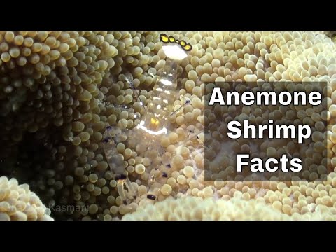 Anemone Shrimp | Facts
