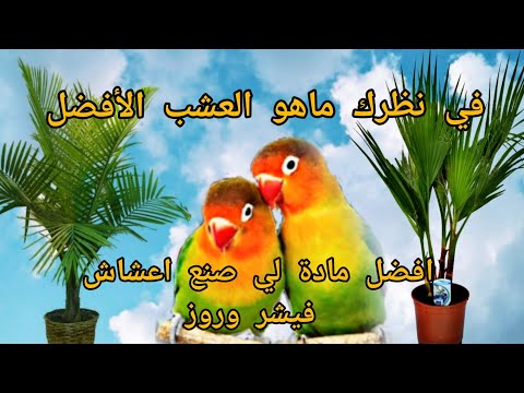 مواد تعشيش طيور الفيشر و الروز في الطبيعة التي تجعل الطيور تنتج بسرع وسترا بنفسك