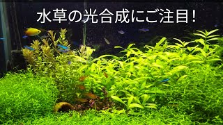 アクアリウム】我が家の熱帯魚・水草水槽 aquarium,tropical fish